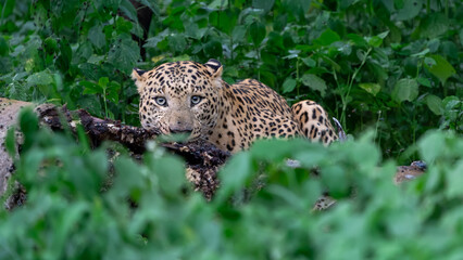 Fototapeta na wymiar Indian leopard (Panthera pardus fusca)