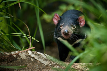 Portrait of Tasmanian devil, Sarcophilus harrisii,the largest carnivorous marsupial native to Tasmania island. Eye contact, blurred forest environment. Animal in human care.  - obrazy, fototapety, plakaty