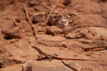 Un lézard à Pétra