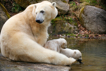 Eisb&auml;r (Ursus maritimus) Muttertier mit Jungen am Wasser 
