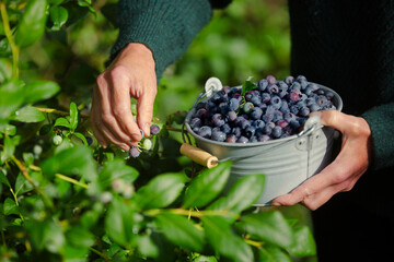Picking blueberries in a garden