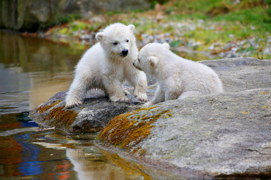 Eisbär (Ursus maritimus) Jungtiere spielen in Landschaft 