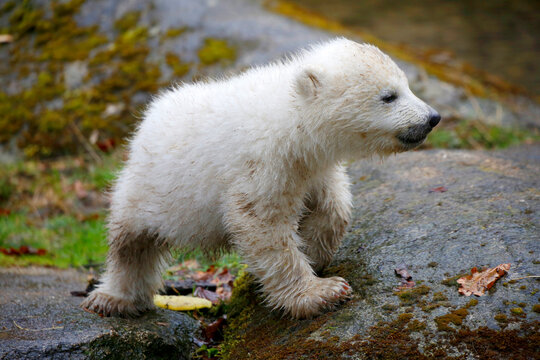 Eisbär (Ursus maritimus) Jungtiere spielen in Landschaft 