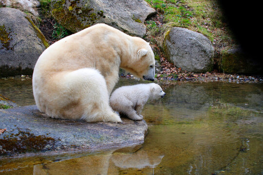 Eisbär (Ursus maritimus) Muttertier mit Jungen am Wasser 