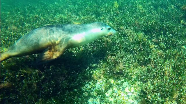 Sea lion encounter in Jurien Bay, Western Australia.