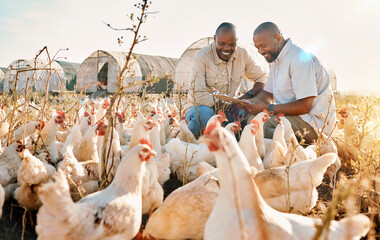 People, agriculture checklist and chicken in sustainability farming, eco friendly or free range industry management. Happy african men with animals health, clipboard and veterinary inspection outdoor