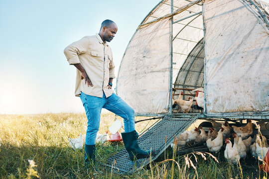 Agriculture, chicken and environment with black man on farm for food, sustainability and eco friendly. Poultry, health and eggs with farmer and animals in countryside field for organic and livestock