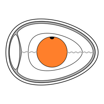 illustration of a chicken / bird egg and its structure