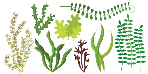 Naklejka premium Vector cartoon image of underwater algae. The concept of aquarium decor. Plants on the ocean floor.