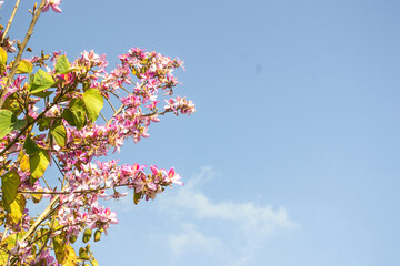 blooming magnolia against the sky, beautiful spring flower background