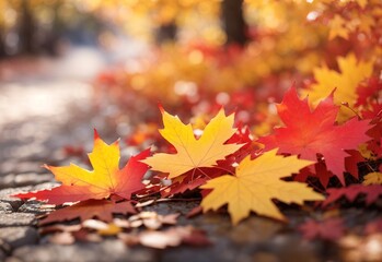 Autumn season and end year activity with red and yellow maple leaves with soft focus light and bokeh background