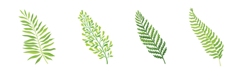 Fototapeta premium Green Tropical Frond as Plant Part on Stem Vector Set