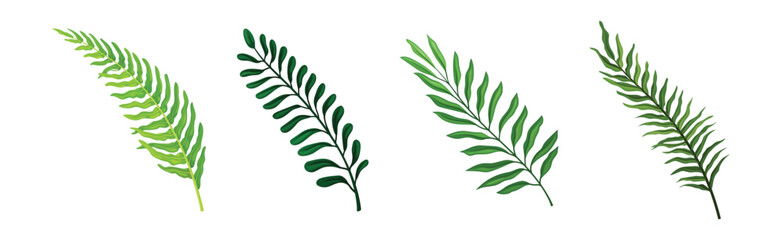 Green Tropical Frond as Plant Part on Stem Vector Set