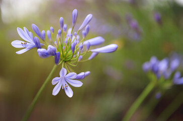 Blüte der Afrikanischen Schmucklilie als Zierpflanze im eigenen Garten © Ralf Geithe
