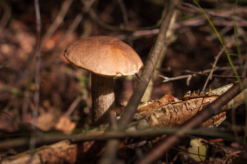 Edible mushroom brown cap boletus (Leccinum scabrum). Small depth of field