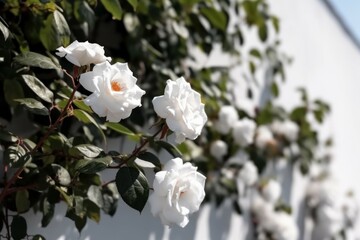 Fototapeta na wymiar White roses wall. Generate Ai