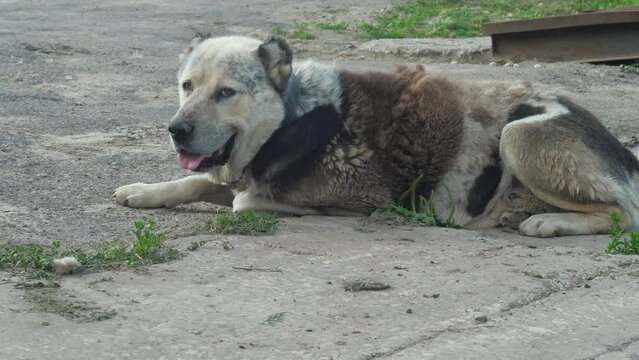 a large alabai on a guard chain lies resting on a summer day. guard dog breeds, old dog breed yalabai