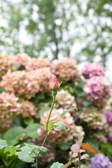 Red roses, yellow roses, button roses