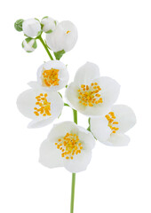 Fototapeta na wymiar Jasmine flowers isolated on white background with full depth of field