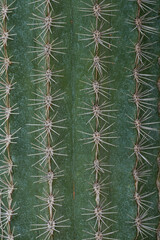 Spiky green cactus close-up. Natural background.
