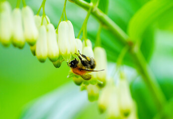 Bumblebee collects nectar on a flower. Close-up of the insect.  © Elly Miller