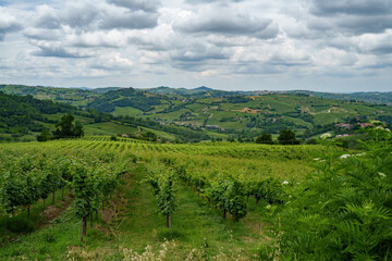 Hills of Oltrepo Pavese at June. Vineyards