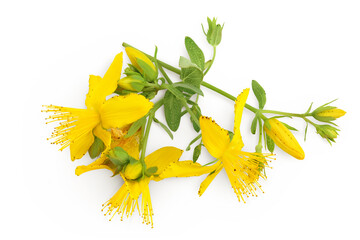 saint john's wort or Hypericum flowers isolated on white background. Top view. Flat lay