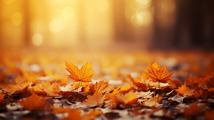 orange fall leaves in park, autumn natural background