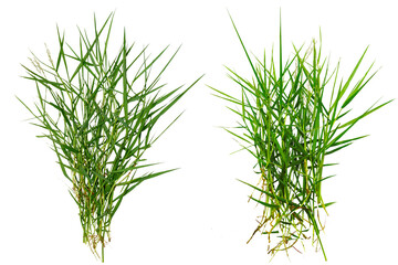 grass isolated on white background