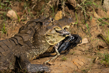 Spectacled caiman (Caiman crocodilus) with a bird in its mouth in Costa Rica.