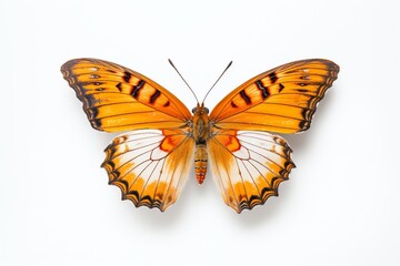 Fototapeta na wymiar a close up of a butterfly