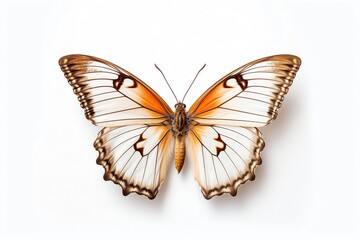 Obraz na płótnie Canvas a butterfly with white and orange wings