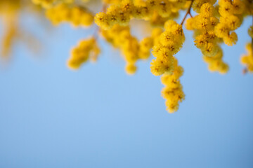 Wattle on blue with negative space 3