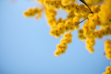 Wattle on blue with negative space