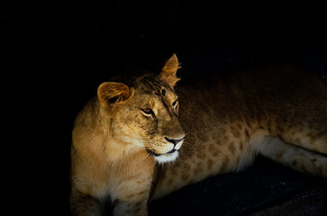 Lioness in Bandung Zoo looking at the camera angry  isolated