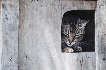 Portrait d'un chat tigré adulte couché dans un refuge animalier