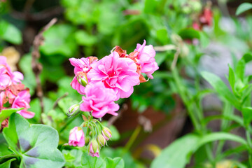 Pink flower in the garden