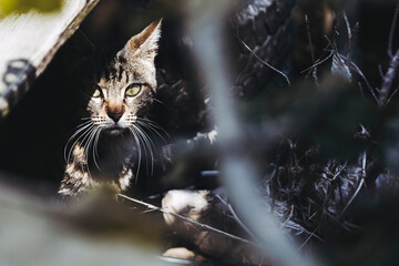 Portrait d'un chat tigré adulte couché dans un refuge animalier