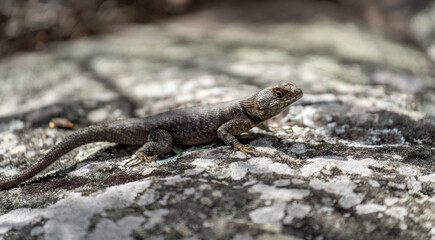 Closeup of a Lizard Basking in Sunshine on a Rock with Blurred Background