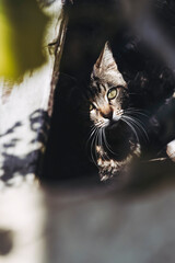 Portrait d'un chat tigré adulte couché dans un refuge animalier