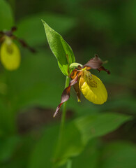 Orchidée Sabot de Vénus à Échallon, Ain, France