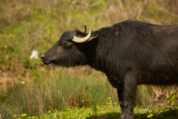 cows next to a lake in Africa
