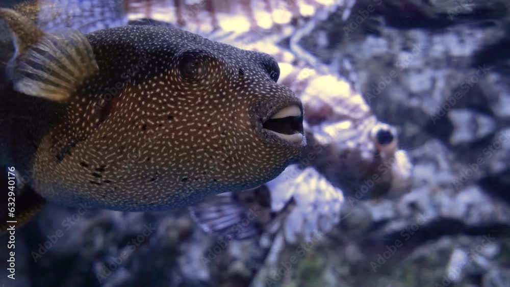 Wall mural fish under water surface with reflection, tropical