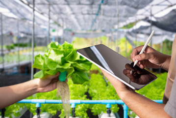 Young, knowledgeable farmer or agronomist inspecting products with a tablet for quality while holding organic farm-fresh green vegetables. savvy agriculture Smart farming and agriculture