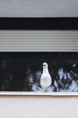 Mouette posée sur le rebord d'un balcon en ville de bord de mer