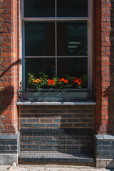 Beautiful flowering plant growing on box at old building. Decoration on glass window during sunny day. Shadow falling on brick wall in city.