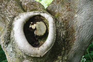 Closeup of tree trunk with overgrown bark forming circle around sawed off branch stub abstract horizontal nature pattern - obrazy, fototapety, plakaty