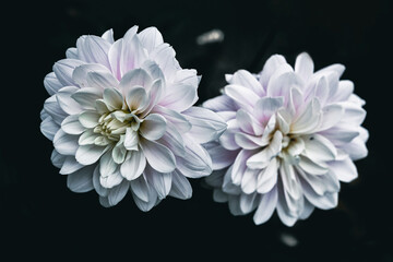 A close up of two white Dahlia flowers