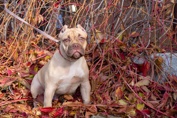 Portrait of an American bully puppy on a background of red and yellow fallen leaves of trees....