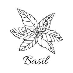 Basil on a white background in hand drawn style. Vector stock illustration. isolated. Plant in a box. Spices.